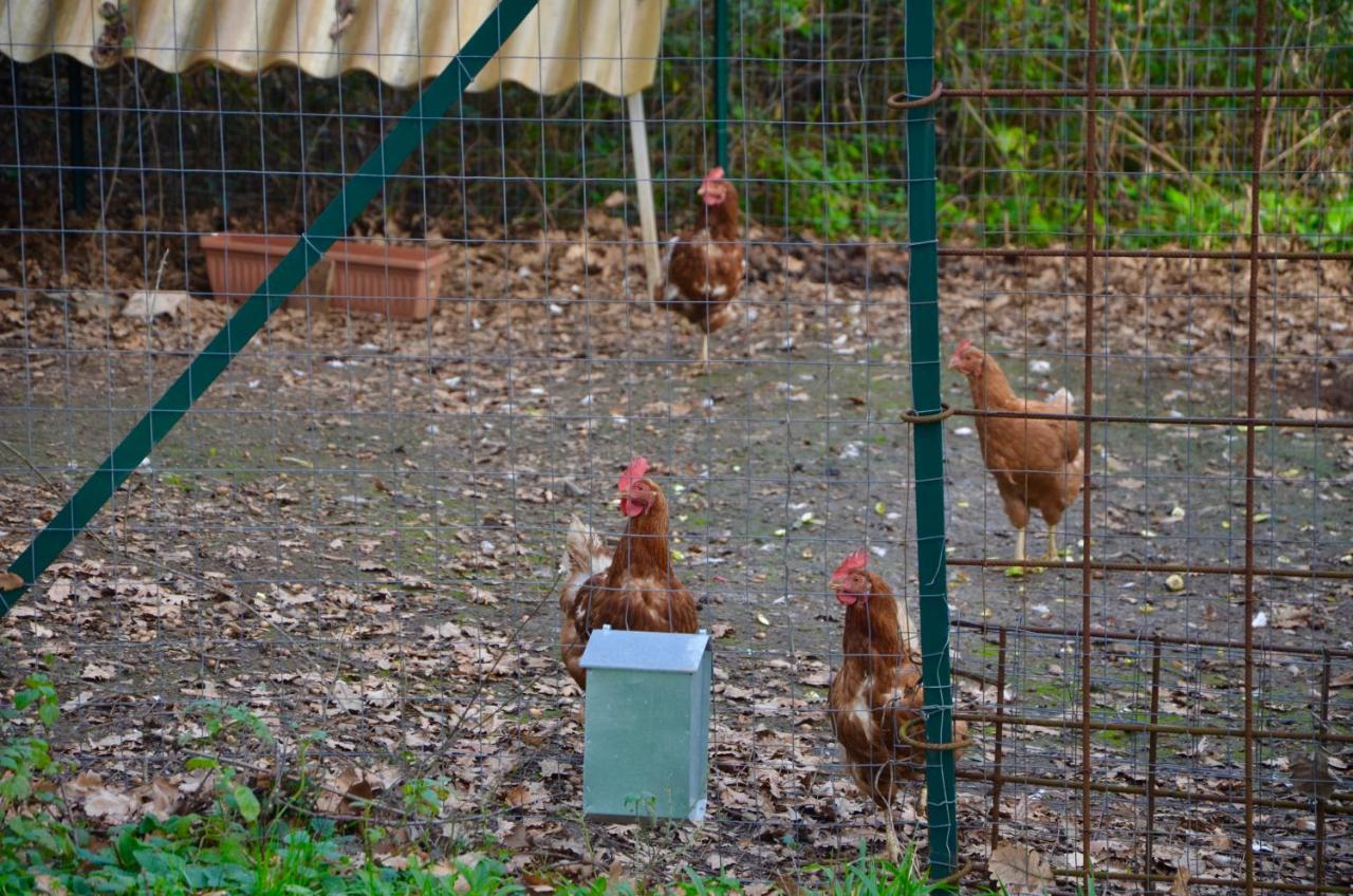 Il Giardino Secreto Διαμέρισμα Manziana Εξωτερικό φωτογραφία